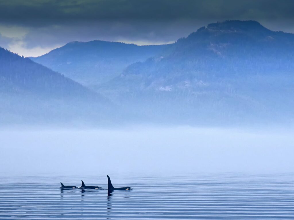 walvissen in Canada